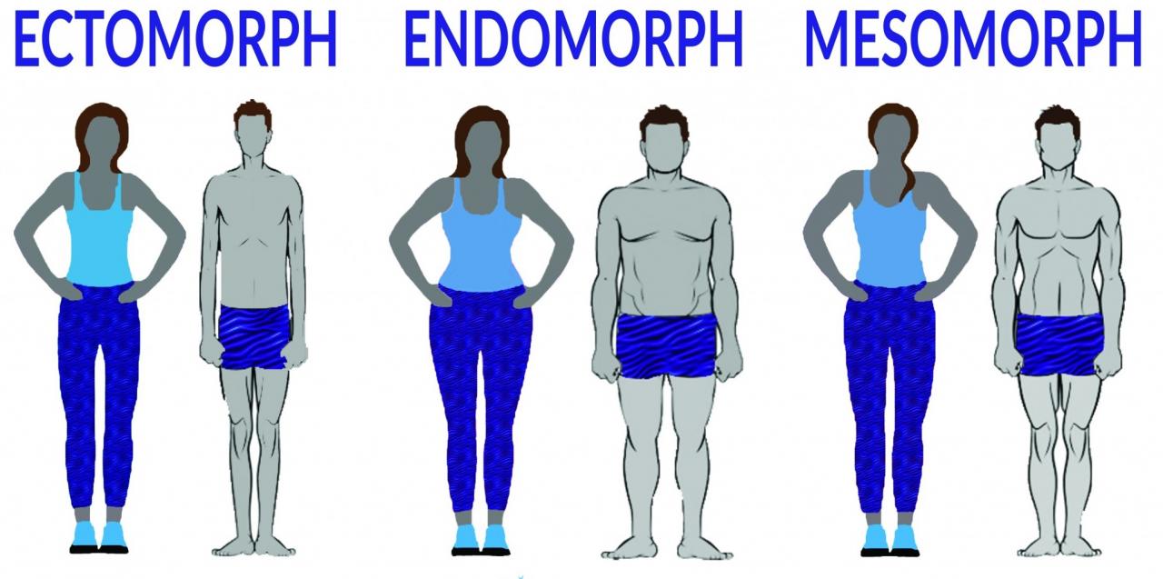 ectomorph-mesomorph-endomorph